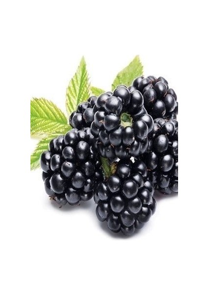 3 Yaş Jumbo Böğürtlen Fidanı