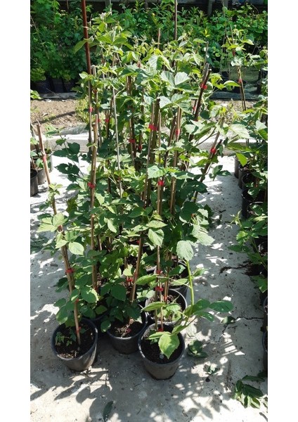3 Yaş Jumbo Böğürtlen Fidanı