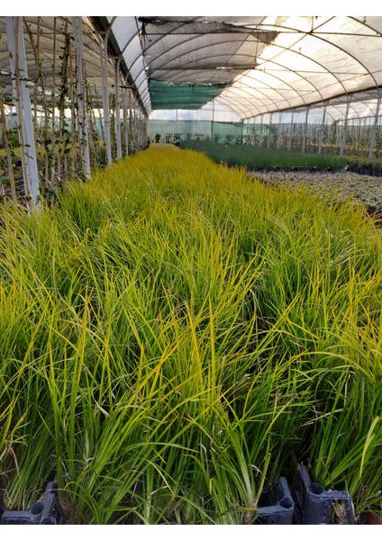 Carex Acarus Bitkisi 10'lu
