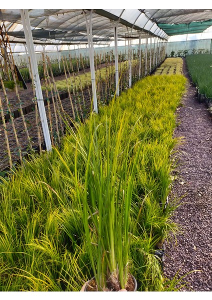 Carex Acarus Bitkisi 10'lu