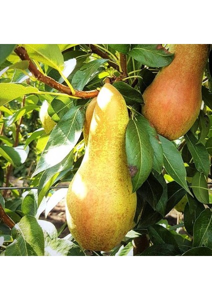 3 Yaş Tüplü Abbefetel Armut Fidanı