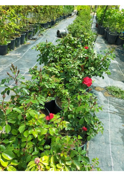 2 Yaş İthal Aşılı Black Forest Rose Gül Fidanı (Açık kırmızı)