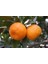 5 Yaş Aşılı Satsuma Mandalina Fidanı 1
