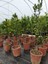 5 Yaş Aşılı Satsuma Mandalina Fidanı 2