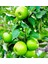 3 Yaş Granny Smith Elma Fidanı 1