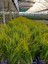 Carex Acarus Bitkisi 10'lu 1