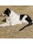 130 cm Süper Güçlü Naylon Köpek Tasma Ordu Yeşil Tuval Çift Sıra Ayarlanabilir Köpek Yaka Orta Büyük Köpekler Için Bahar Tampon | Tasmalar (Siyah) 4