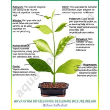 Sararmaya Kesin Çözüm Magnezyum+Demir Dem Magfer  (1 Litre) Sıvı