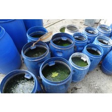 Demagro Sıvı Deniz Yosunu 1 Litre Dem Alg(Tüm Bitkilerde Kullanılabilir)