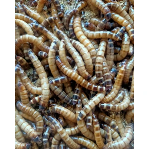 Çezgrup Morio Kurdu 100'lü