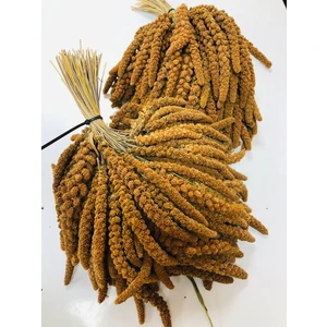 Asya Yem Kızıl Dal Darı 1kg