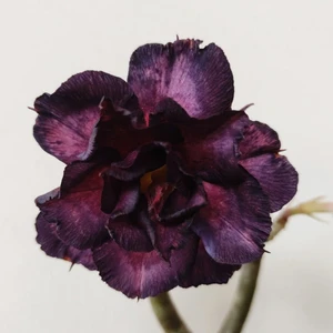 25 Adet Karışık Renklerde Adenium Çöl Gülü Tohumu