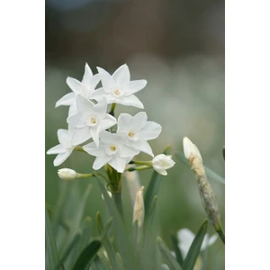 Kamondo Tohum 4 Adet Inci Beyaz Renkli Nergis Çiçeği Soğanı Kokulu