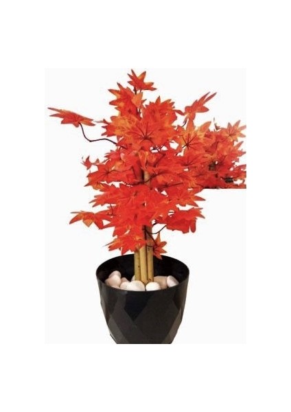 Ateş Kızılı Sonbahar Hazan Ağacı 70 cm Boyunda Gri Antrasit Saksıda