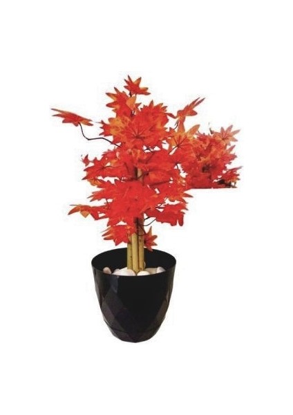 Ateş Kızılı Sonbahar Hazan Ağacı 70 cm Boyunda Gri Antrasit Saksıda fiyatları