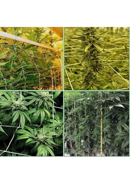 3'lü Domates // Vines Fabrikası Için Ağır Giriş Bahçe Kafes Ağı (Yurt Dışından) modelleri