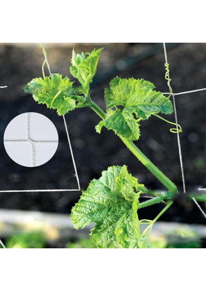 3'lü Domates // Vines Fabrikası Için Ağır Giriş Bahçe Kafes Ağı (Yurt Dışından) indirimleri