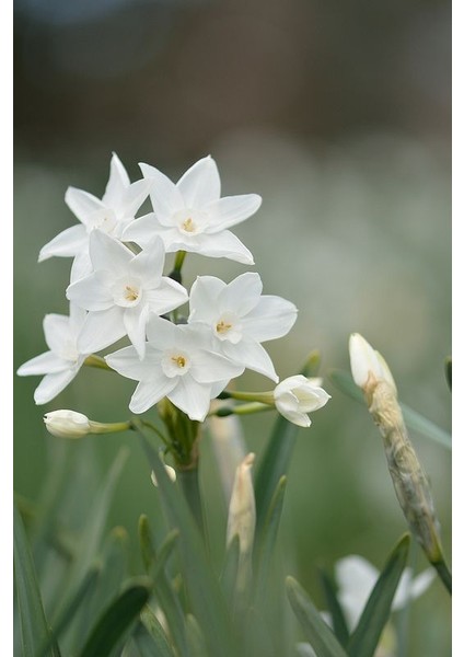 4 Adet Inci Beyaz Renkli Nergis Çiçeği Soğanı Kokulu