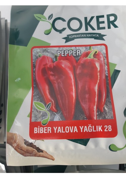 Kapya Biber Tohumu (Yağlık)