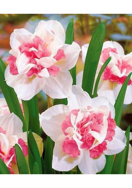 4 Adet Pembe Beyaz Renkli Katmerli Nergis Çiçeği Soğanı Kokulu