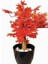 Ateş Kızılı Sonbahar Hazan Ağacı 70 cm Boyunda Gri Antrasit Saksıda 1