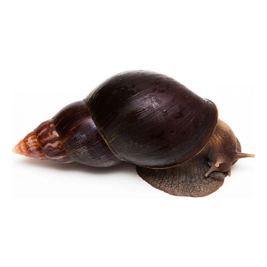 Canlipetshop Dev Afrika Salyangozu 1 Adet Yumurta Boyunda 8 cm