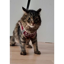 Terzim Ayşenur Kedi Tasması-İsme Özeltelefon Numaralı