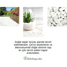 Bitki Kapında Beyaz Dolomit Taşı 1-2cm, Peyzaj Taşı, Dekoratif Akvaryum Taşı, Süs Taşı, Saksı Taşı, Beyaz Taş, Bahçe Taşı