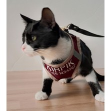 Terzim Ayşenur Kedi Tasması-İsme Özeltelefon Numaralı