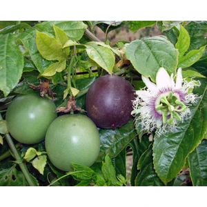 Yavuz Fidancılık Passiflora Edilus Tohumu 50 Adet Taze Tohum