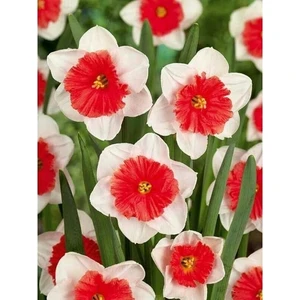 Kamondo Tohum 4 Adet Beyaz Kırmızı Göbekli Nergis Çiçeği Soğanı Kokulu