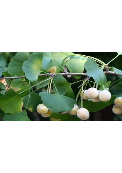 Ginkgo Biloba Yaprağı 100 Gr