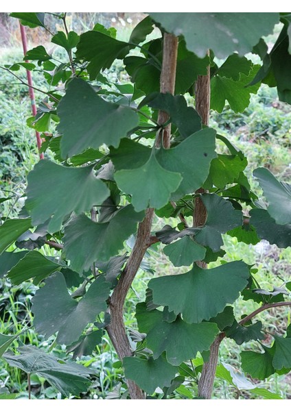 Ginkgo Biloba Yaprağı 100 Gr