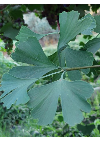 Ginkgo Biloba Yaprağı 100 Gr