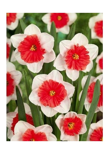 4 Adet Beyaz Kırmızı Göbekli Nergis Çiçeği Soğanı Kokulu