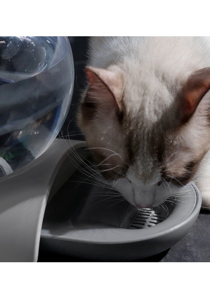 Pet Malzemeleri Kabarcık Pet Kaseler Gıda Otomatik Besleyici Çeşmesi Su Içme Kedi Köpek Besleme Konteyner Için Evcil Hayvan Su Seti | Köpek Besleme(Yurt Dışından)