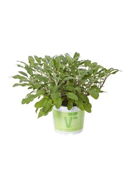 Adaçayı Bitkisi Salvia Officinalis, 40-50 Cm,+3 Yaş Saksıda