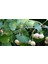Ginkgo Biloba Yaprağı 100 Gr 1
