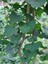 Ginkgo Biloba Yaprağı 100 Gr 2