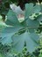 Ginkgo Biloba Yaprağı 100 Gr 3