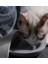 Pet Malzemeleri Kabarcık Pet Kaseler Gıda Otomatik Besleyici Çeşmesi Su Içme Kedi Köpek Besleme Konteyner Için Evcil Hayvan Su Seti | Köpek Besleme(Yurt Dışından) 4