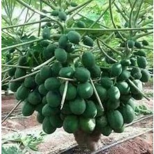 Antalya Tropikal Tüplü Tropikal Papaya (Ağaç Kavunu) Fidanı 3 Yaş