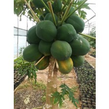 Antalya Tropikal Tüplü Tropikal Papaya (Ağaç Kavunu) Fidanı 3 Yaş