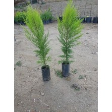 Ucuzluk Diyarı 3 Adet Limon Çamı Fidanı Tüplü