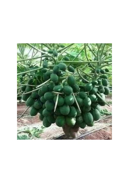 Antalya Tropikal Tüplü Tropikal Papaya (Ağaç Kavunu) Fidanı 3 Yaş