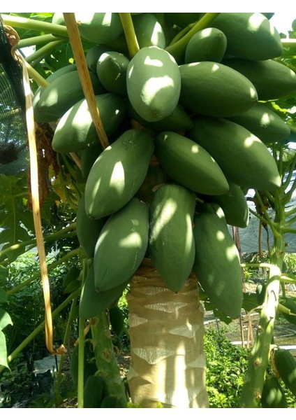 Antalya Tropikal Tüplü Tropikal Papaya (Ağaç Kavunu) Fidanı 3 Yaş