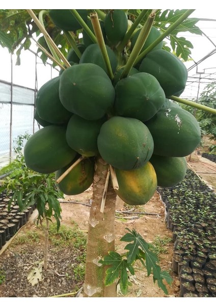 Antalya Tropikal Tüplü Tropikal Papaya (Ağaç Kavunu) Fidanı 3 Yaş