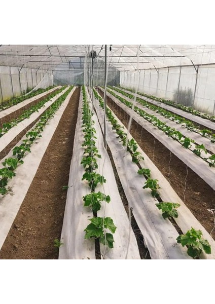 520 cm Enli Beyaz Sulzer Kumaş Sera Taban Örtüsü Jüt Blueberry Peyzaj Uygulama Örtüsü Mulch Naylonu Çilek Malç