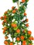 Yapay Ağaç Mandalina Ağacı 80CM 3boy Bambuda Akrilik Siyah Saksılı 5