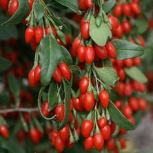 Fidan Yolu Goji Berry Kırmızı 60 cm